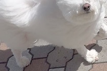 散歩をしている『モフモフの犬』→強風に吹かれた結果…『作画崩壊』してしまった光景が369万表示「風監督、仕事しすぎｗ」「歩くマシュマロ」