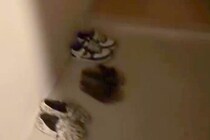 深夜に帰宅し『さすがに犬のお出迎えはないかな』と思ったら…電気をつけた瞬間→『まさかの光景』が18万再生「たまらない」「最高の時間」