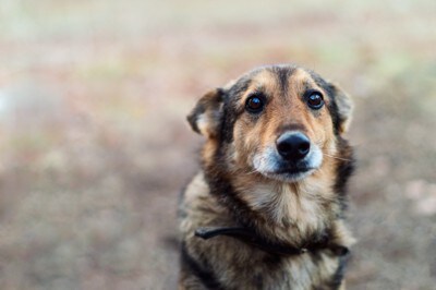 悲しそうに怯える野良犬