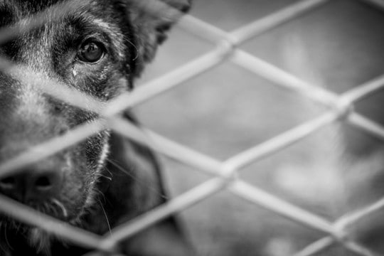 『捨てられた犬』はどうなるの？飼育放棄された犬の行く末や知っておくべき悲しい現実まで