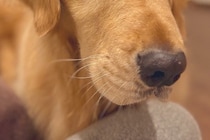 なぜか『大切にしていた化粧品が壊れていた』ので、大型犬の顔を見てみたら…わかりやす過ぎる『表情』に7万いいね「目がｗｗ」「黙秘権行使」