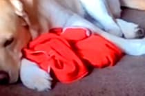 突然入院した女性→病室から『自宅で待つ大型犬』を確認した結果…今すぐに帰りたくなる『涙の光景』が12万再生「胸が痛い…」「寂しいよね」