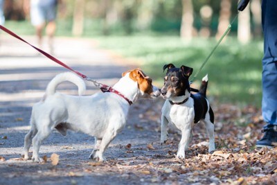 散歩、犬同士のあいさつ