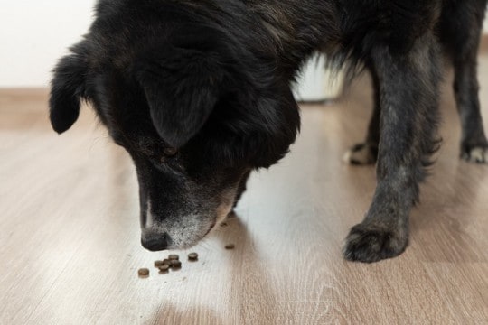 犬がごはんを一粒ずつ食べる理由とは？普段と違う食べ方をしているときの注意点まで