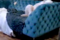 『ウチの大型犬、中身は人間かもしれない…』留守番中のワンコをカメラで確認した結果→衝撃的な光景が191万再生「背中にチャックある？ｗ」