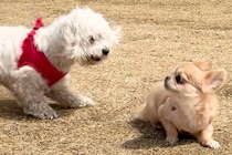 心優しい犬が『他の犬に怒られてしまった』結果…まるで仏のような『平和すぎる対応』に称賛の声続々「本当に優しい…」「なんて素晴らしい」