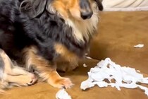 イタズラをした犬に『犯人ですか？』と問いただした結果→わかりやすすぎる『態度と表情』が31万再生「可愛い犯人」「叱れないｗｗ」と反響