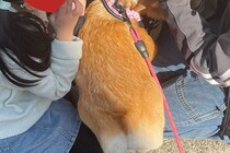 犬の散歩に行こうと玄関を開けた結果→『春休み中の小学生軍団』に捕まって…平和で愛に溢れた光景が55万表示「一人だけ上級者いるｗ」「素敵」