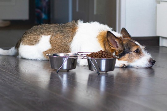 犬が『フードを残してしまう』心理3つ　完食してもらうための対処法までご紹介