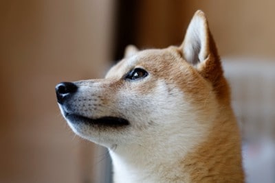 見つめる柴犬