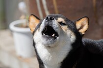 犬を無駄吠えさせてしまう『絶対NG行為』５選　問題行動を助長させる飼い主のタブー行動とは？