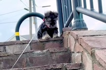 散歩の途中にある『階段』が怖くて、降りることができない子犬→1ヶ月後…別犬のような『成長っぷり』に反響「一生懸命で可愛い」「笑顔になる」