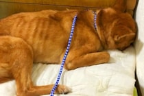 壁に頭を押し付ける『ガリガリの保護犬』→愛情を注ぎ続けた結果…涙が止まらない『嘘のような表情』が181万再生「見違えた」「幸せになって」