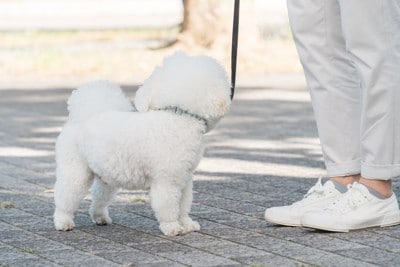 振り向く白い犬