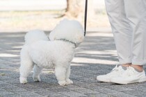 犬が散歩中に『他人を気にする』理由4つ　歩くのに集中させたい場合はどうしたらいいの？