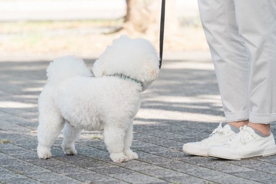 犬が散歩中に『他人を気にする』理由4つ　歩くのに集中させたい場合はどうしたらいいの？