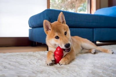 おもちゃを噛む犬