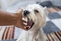 犬の『甘噛み』放っておくとどうなるの？本気噛みに発展させないためのしつけ方法まで