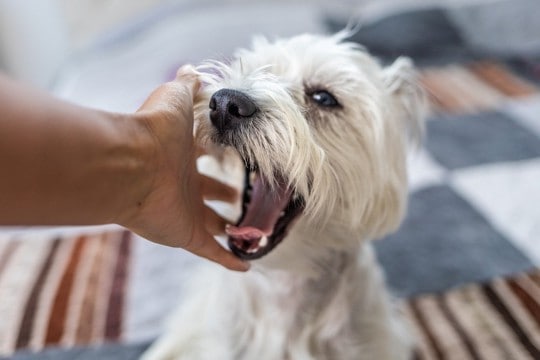 犬の『甘噛み』放っておくとどうなるの？本気噛みに発展させないためのしつけ方法まで