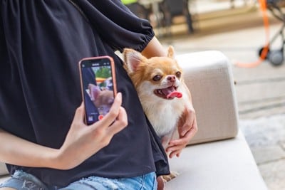 写真を撮られるチワワ