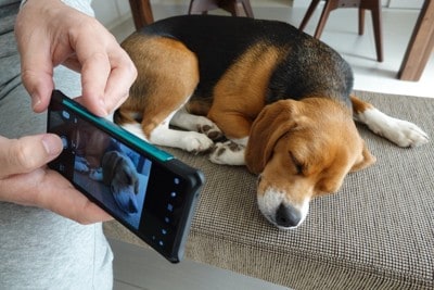 寝ている犬を撮影