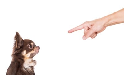 指を差される犬