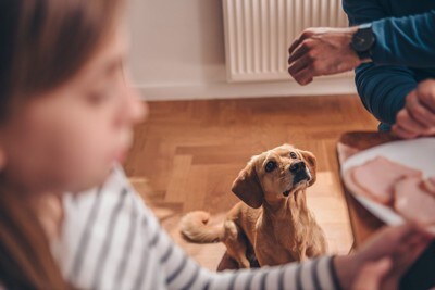 ごはんのおすそわけをもらう犬