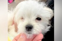 『売れない』と言われた『片目が無い犬』を発見→気になり何度も会いに行って…涙あふれる『まさかの展開』に感動「素晴らしい出会い」「天使」