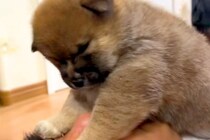 赤ちゃん犬を『パパの顔の上に乗せてみた』結果…全犬好きが羨ましがる『ご褒美すぎる光景』が54万再生「私と代わってください」「全て可愛い」