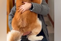 仕事を早上がりした男性→家に帰ると『秋田犬』が抱っこをおねだりして…『自分の大きさを分かっていない光景』に反響「大好きなんだ」「可愛い」