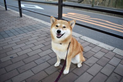 おすわり、柴犬