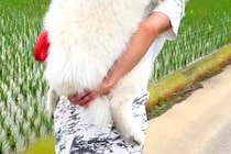 散歩中に歩かなくなってしまった大型犬→帰るために仕方なく…自分の大きさを理解していない『赤ちゃんのような光景』に反響「満足そうな顔がｗ」