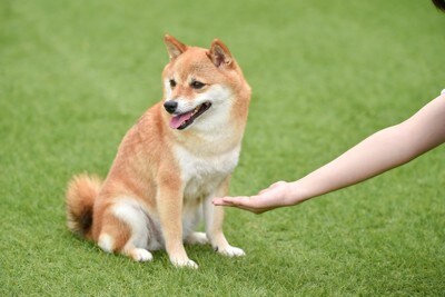 柴犬、お手拒否