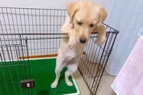 子犬がサークルから出たがるので『扉を開けてあげた』結果…まさかの『コントのような光景』に爆笑続々「可愛すぎる」「必死なんだねｗｗ」