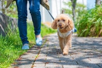 犬にとっての最適な『散歩のタイミング』とは？一日どのくらいの距離を歩くべき？