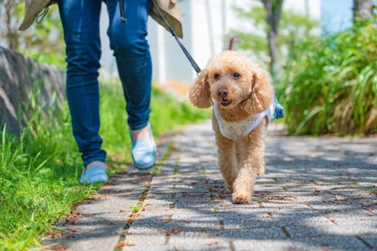 犬にとっての最適な『散歩のタイミング』とは？一日どのくらいの距離を歩くべき？