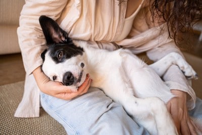 飼い主にお腹を見せて甘える犬