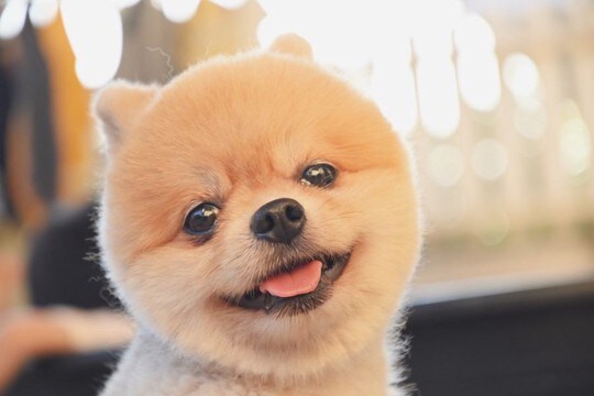 人から『愛情を受けている犬』の特徴5選　日々の暮らしが充実しているワンコの共通点とは？