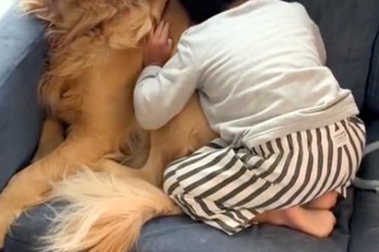 朝、男の子が『保育園に行きたくない』と駄々をこねた結果→大型犬に助けを求めて…愛に溢れた光景に反響「行きたくない日もあるよね」「困惑ｗ」