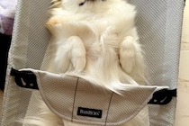 赤ちゃんのバウンサーを羨ましそうに見つめる犬→乗せてあげた結果…想像を超える『表情』が154万表示「とろけてて草」「おてて可愛すぎるｗ」