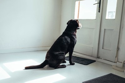 玄関でじっと待つ犬
