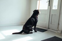 犬は『飼い主の帰宅』を予知できる？意外と知られていない驚きの能力まで解説