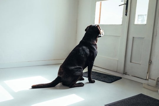 犬は『飼い主の帰宅』を予知できる？意外と知られていない驚きの能力まで解説