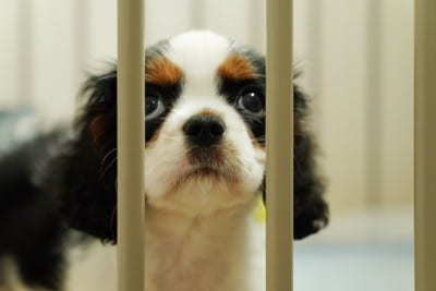 柵の中で見上げる子犬