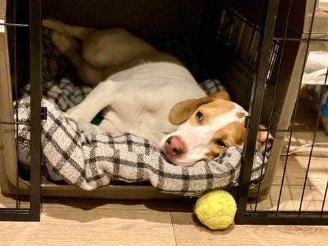 『ひとりが苦手な犬』の特徴５選　お留守番を苦痛に感じさせないための対策まで