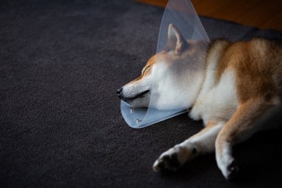 柴犬