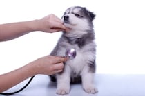 子犬が『突然死』してしまう原因とは？亡くなる前兆はあるの？見逃したくない異変まで