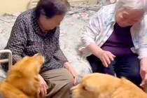 『87歳、双子のおばあちゃん』と再会を果たした大型犬たち→姿を見た瞬間に…可愛いが大渋滞している光景に反響「幸せでニヤける」「嬉しいね」