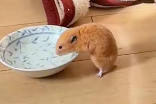 脱走したハムスターが『犬の水を飲んだ』結果→後ろで犬が見ていて…想定外の展開で見せた『困惑の様子』が38万再生「見守るの可愛いww」