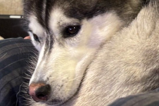 飼い主の膝の上に乗るハスキー犬→なんとか収まろうとして…まさかの『猫化してしまう光景』に2万いいね「かわいい」「間違いなく犬型のネコ」